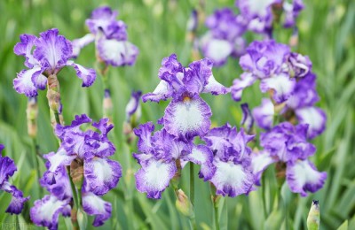 朋友之间送什么花合适（送朋友鲜花送什么花）