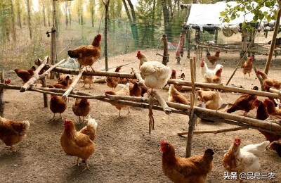 鸡屎怎么自然发酵成有机肥（鸡粪发酵有机肥的操作步骤）