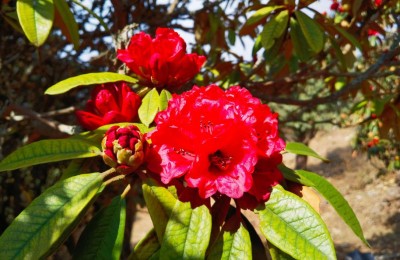 马缨杜鹃可以扦插吗，马缨杜鹃如何扦插繁殖成活率高？