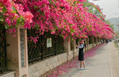 三角梅一年四季都开花吗，三角梅怎么养才能四季开花？