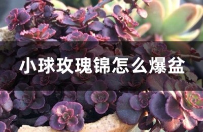小球玫瑰