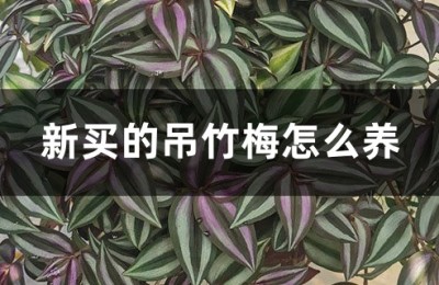 吊竹梅