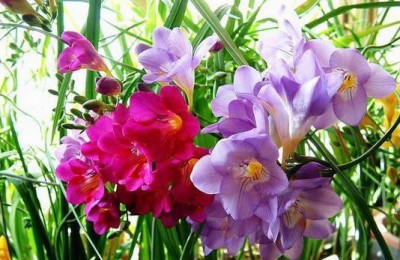 香雪兰刚买回来怎么处理，香雪兰的种植方法