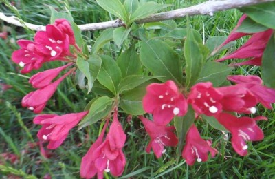 锦带花，灵感和创造的象征