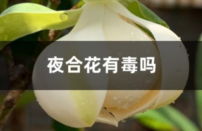 夜合花
