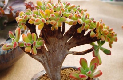 夏季多肉掉叶子怎么办，怎么挽救？