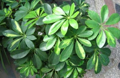 七叶莲掉叶子怎么回事？七叶莲掉叶子怎么办？