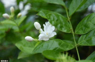 茉莉花可以水培吗，水培扦插茉莉花的方法和步骤