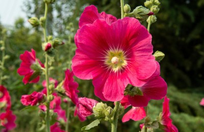 蜀葵是多年生还是一年生，蜀葵植物简介