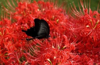 曼珠沙华的花语（曼珠沙华的寓意和象征）