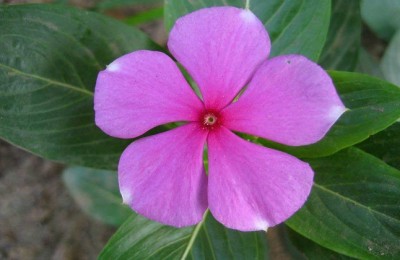 长春花叶子发黄怎么办？