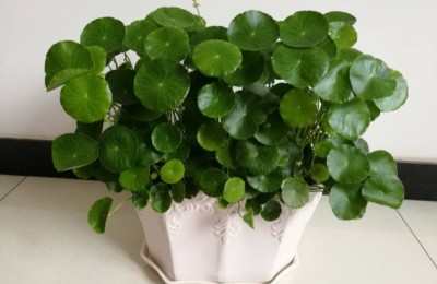 水培铜钱草叶子发黄是什么原因？铜钱草叶子发黄怎么办？