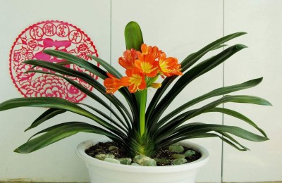 君子兰叶子长歪了怎么纠正（3个小妙招解决君子兰叶片变歪）