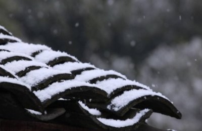 多肉植物桃美人掉叶子是什么原因？桃美人叶片干瘪发皱脱落怎么办？