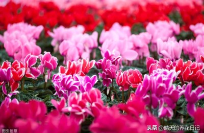 仙客来花期怎样浇水最好？仙客来浇水注意事项