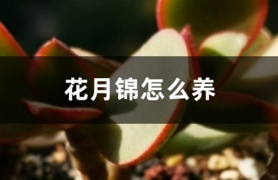 花月锦
