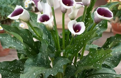 马蹄莲种球（茎）根内部化脓怎么办，原因及养护建议你知道吗