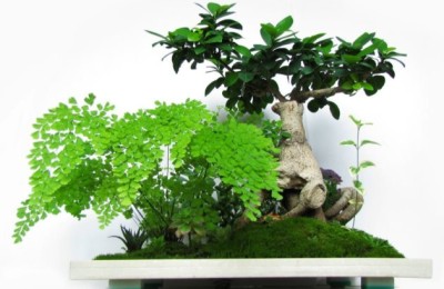 人参榕叶子发黑斑掉叶子怎么办？