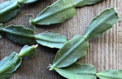 蟹爪兰没有根直接放土里能长根吗？如何让蟹爪兰生根？