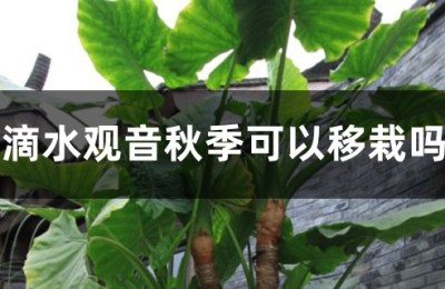 滴水观音
