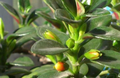 金鱼吊兰什么时候开花，金鱼吊兰怎么养才开花