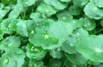 铜钱草倒伏是什么原因