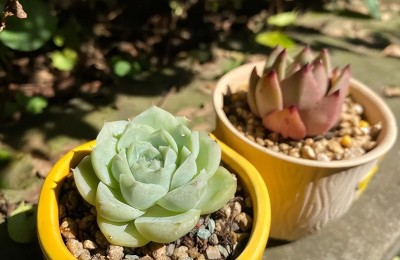 多肉喜欢阳光吗，多肉植物对光照的要求有哪些