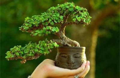 金枝玉叶可以嫁接长寿花吗，长寿花嫁接注意事项