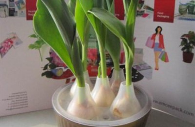 郁金香可以水培养吗，郁金香水培方法及流程