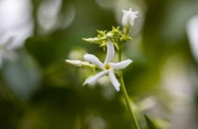 风车茉莉怎么养，风车茉莉养护技巧