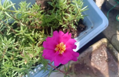 面对太阳，太阳花像什么？太阳花的象征意义大揭秘