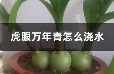 虎眼万年青