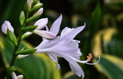 玉簪花的养殖方法和注意事项