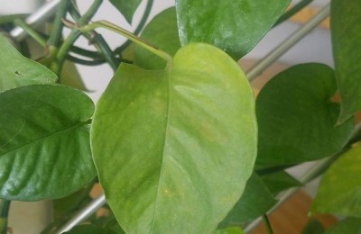 植物烂根最好的处理方法（植物的烂根原因和治疗方法总结）