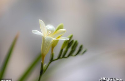 香水兰的养殖方法和注意事项，香水兰怎么养？