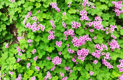 酢浆草和三叶草是一种植物吗，红花酢浆草和三叶草有什么区别？