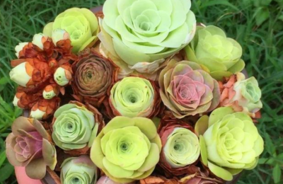 山地玫瑰多肉好养活吗，山地玫瑰怎么养爆盆？