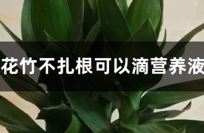 莲花竹