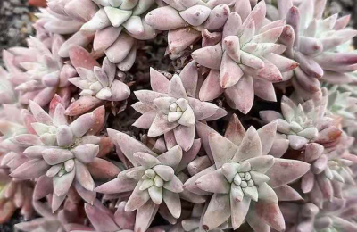 多肉白菊冬天能入手吗，多肉白菊冬天怎么养？