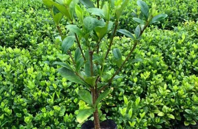 栀子花什么时候种植最好，栀子花最佳种植时间