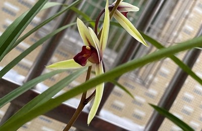 兰花可以淋雨水吗，兰花淋雨有什么好处和哪种情况下不能淋雨？