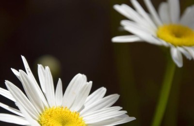 了解不同颜色雏菊的花语，彰显神秘与浪漫！