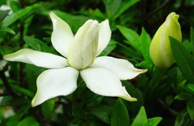 栀子花几天浇一次水？栀子花浇水过多了怎么办？