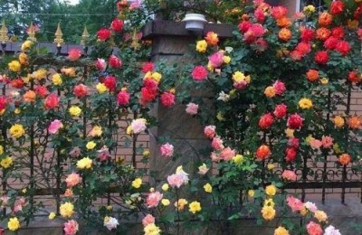 白蔷薇：爱、感激和美丽的象征