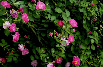 蔷薇花怎么修剪（蔷薇修剪方法和注意事项）