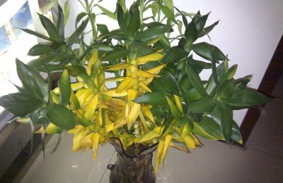 莲花竹叶子发黄怎么办？莲花竹叶尖黄了怎么办？