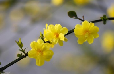 先开花后长叶是什么花，先开花后长叶的植物盘点