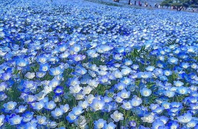 蓝色的花有哪些（蓝色的花图片及名称大全）