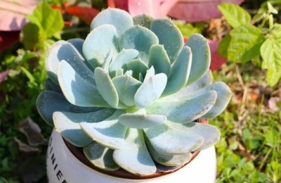 石莲花的养殖方法和注意事项（石莲花怎么选购和养护）