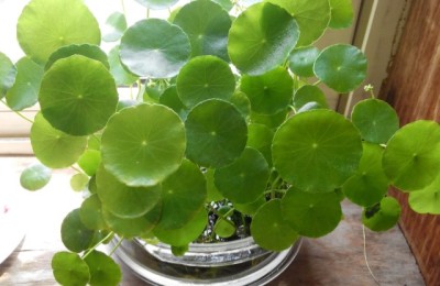 铜钱草倒伏如何处理